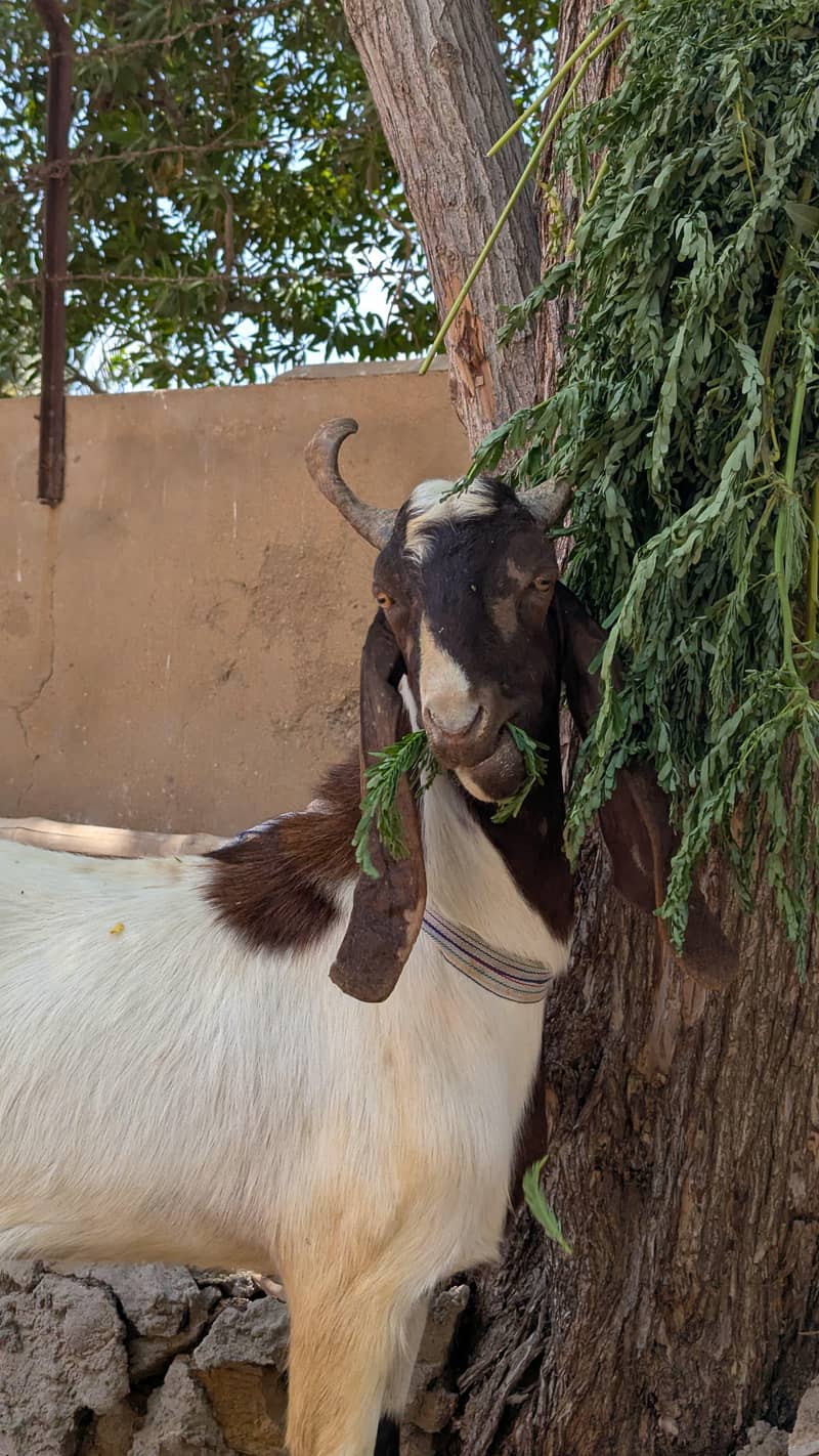 Bakra 2 daant 1