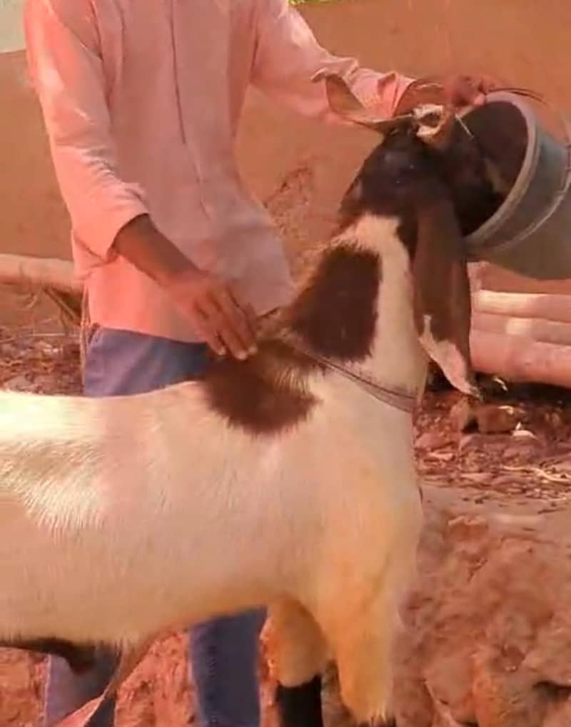 Bakra 2 daant 2