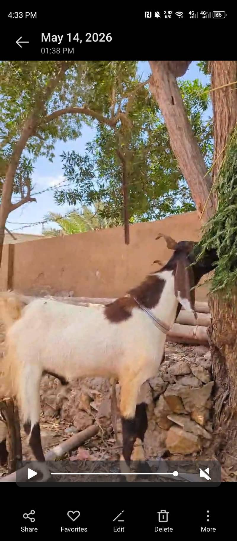 Bakra 2 daant 3