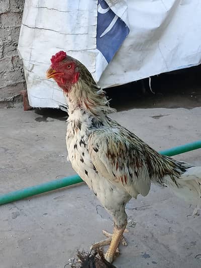 Purebred Desi Main Wali Aseel – Healthy & Active