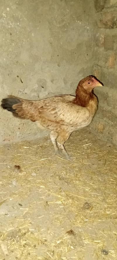 Aseel Mianwali