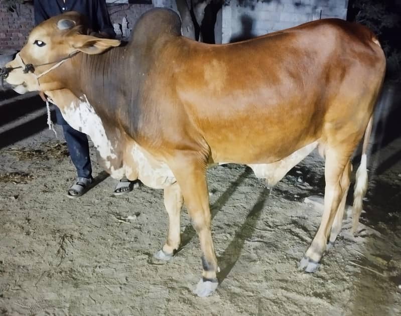 قربانی کے جانور ڈسکاونٹ ریٹ پر حاصل کرے 0