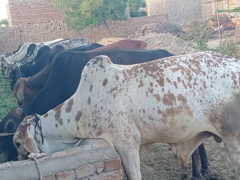 قربانی کے جانور ڈسکاونٹ ریٹ پر حاصل کرے 2