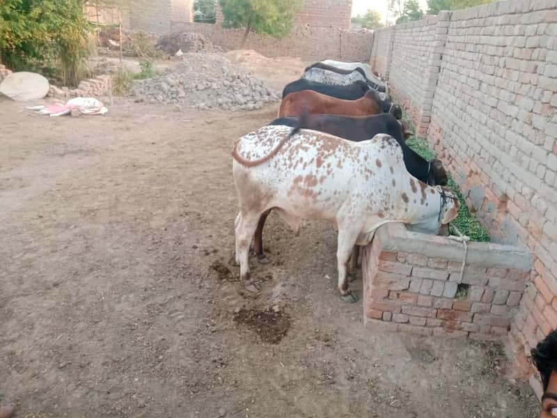 قربانی کے جانور ڈسکاونٹ ریٹ پر حاصل کرے 3