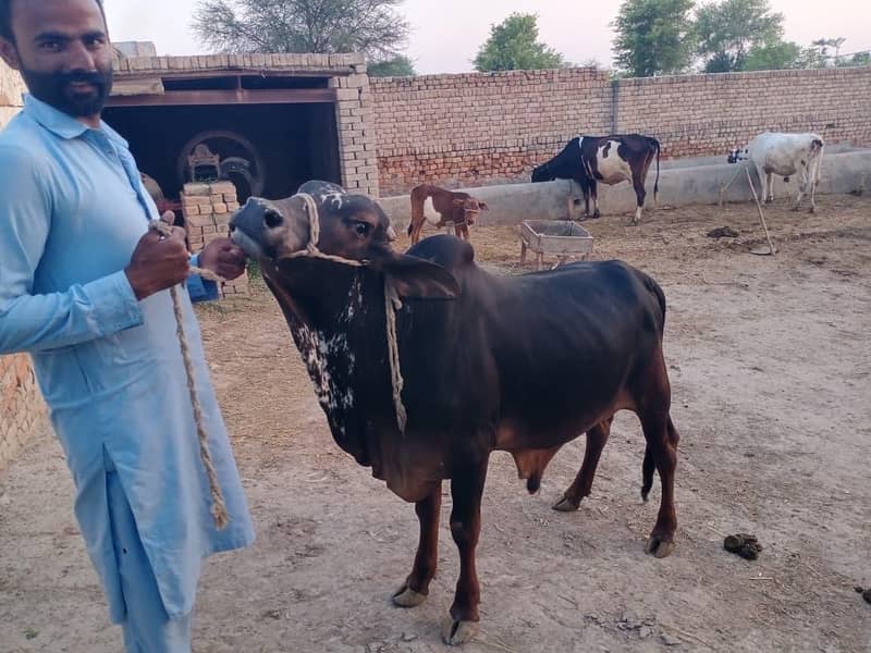 قربانی کے جانور ڈسکاونٹ ریٹ پر حاصل کرے 4