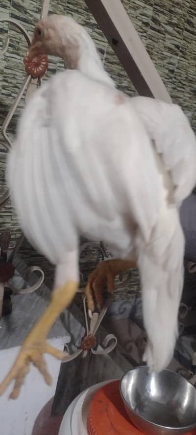 pure aseel chicks for sale
