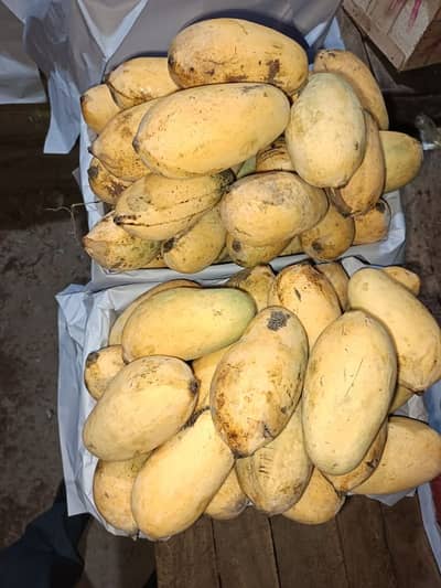 Fresh Mangoes