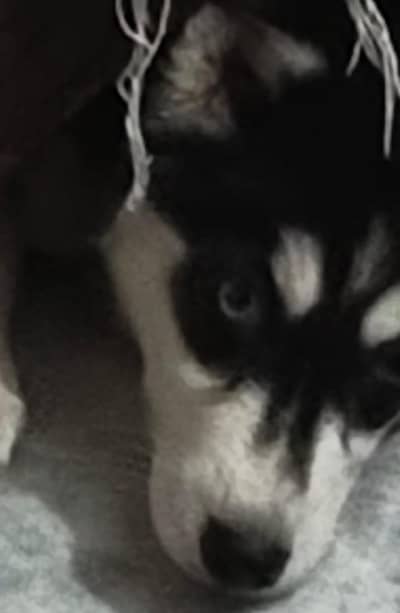 husky
