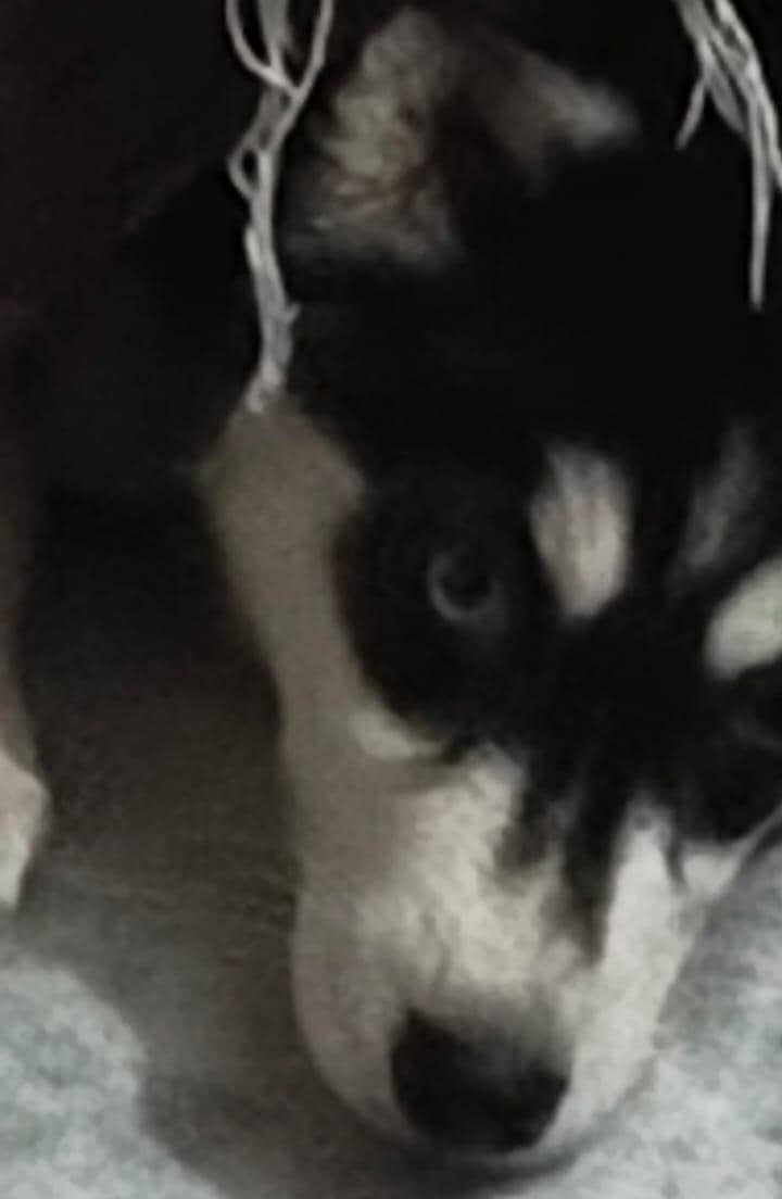 husky 0