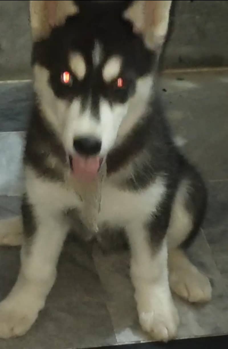 husky 1