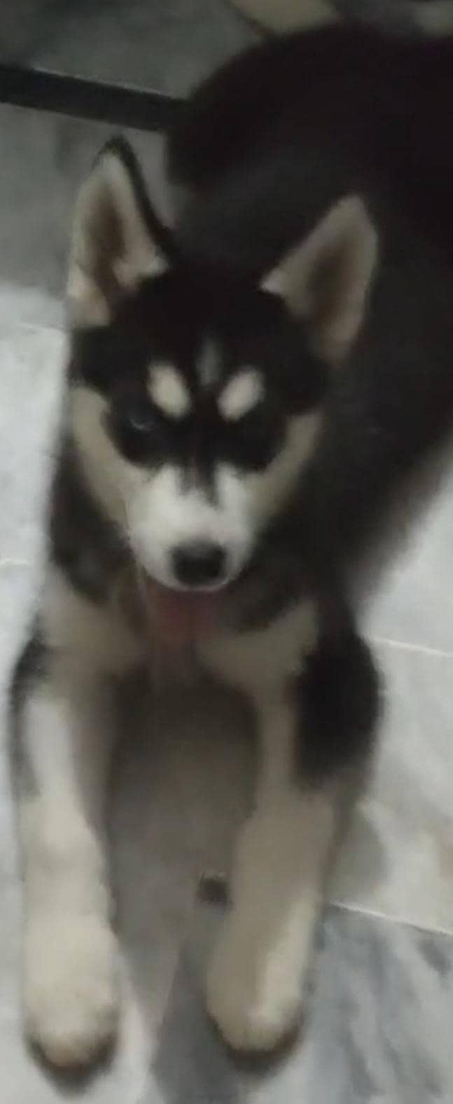 husky 2