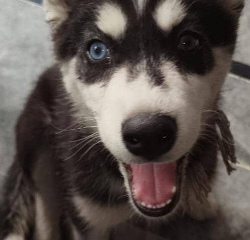 husky 3