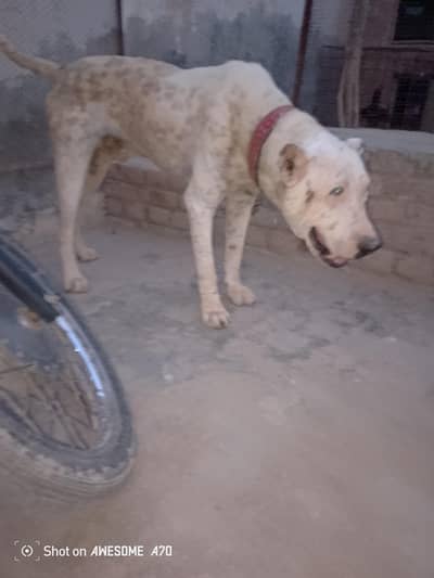 buly ghulter dog