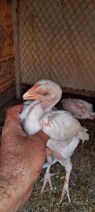 heera + lasani ceaks and eggs