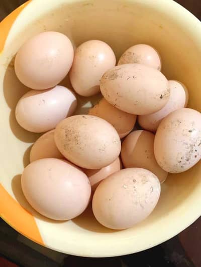 qulty moshka eggs +cheks avelbal