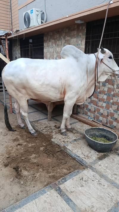 Sibbi Bhangnari Breed