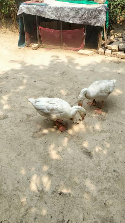 Goose for sale big ducks