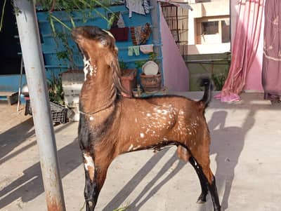 Qurbani 2026