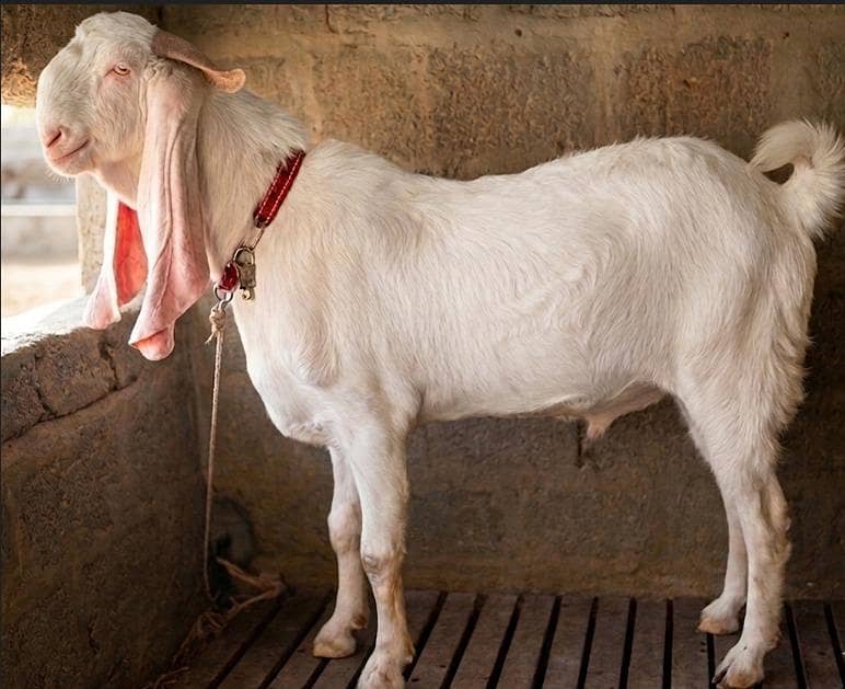 Gulabi bakra 0