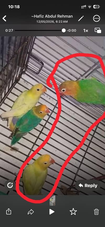 love birds