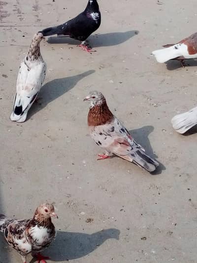 almond pigeon