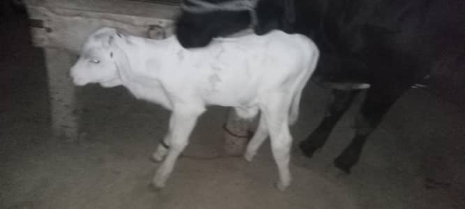 very important animal