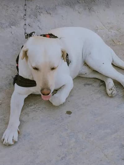 Labrador male_ active and healthy _labradoe dog