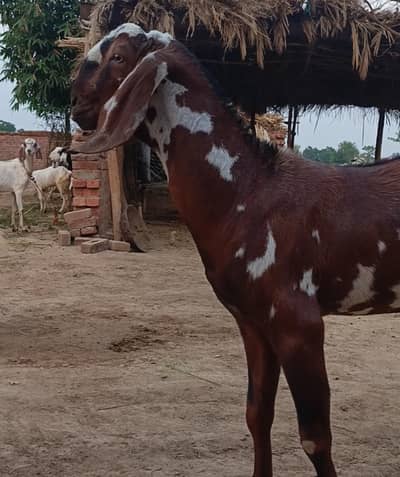 MashAllah Heavy Red Bakra Khassi 2 Dant Baraye Farokht | Pure Desi |