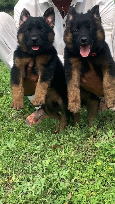 German Shepherd double coat for puppy 2months for sale