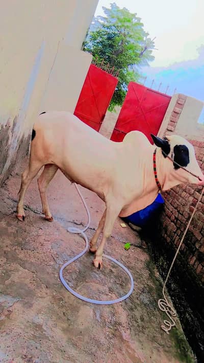 sale for qurbani 2026