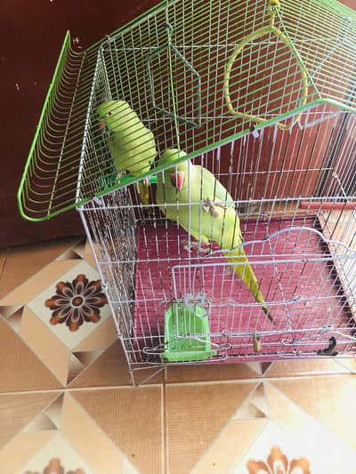 Green Ringneck Parrots Pair