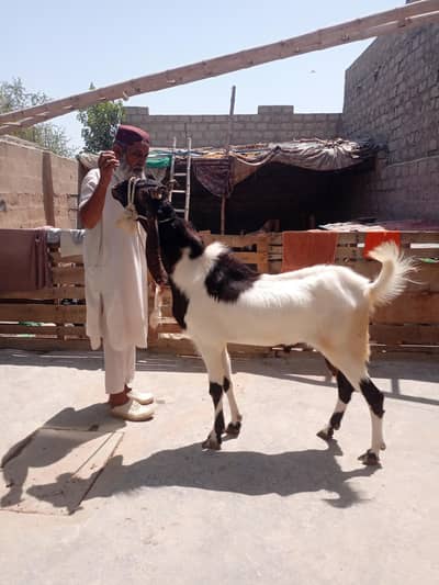 Qurbani Bakra