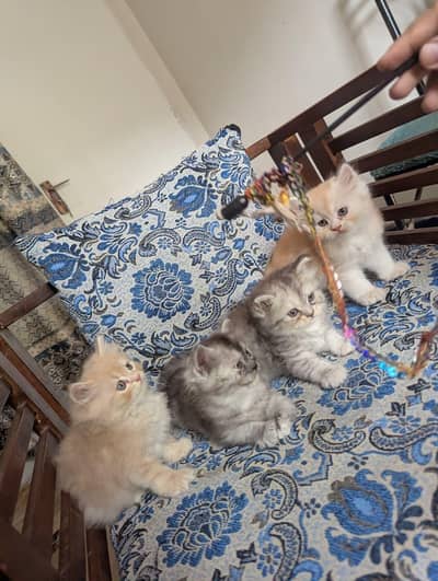 Persian home breed kittens