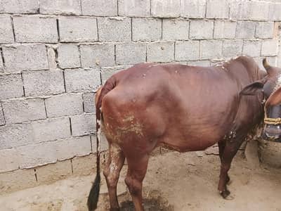 qurbani kaleya
