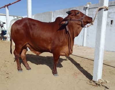 Cow bachiya available for sale 2026