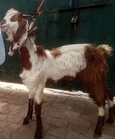 3 Desi bakry for Qurbani