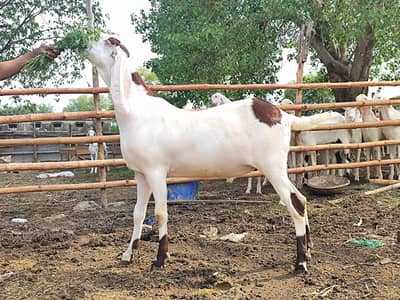BIG WHITE KHASSI BAKRE