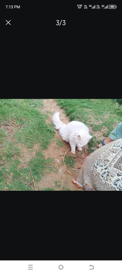 Urgent Persion Male Cat For sell