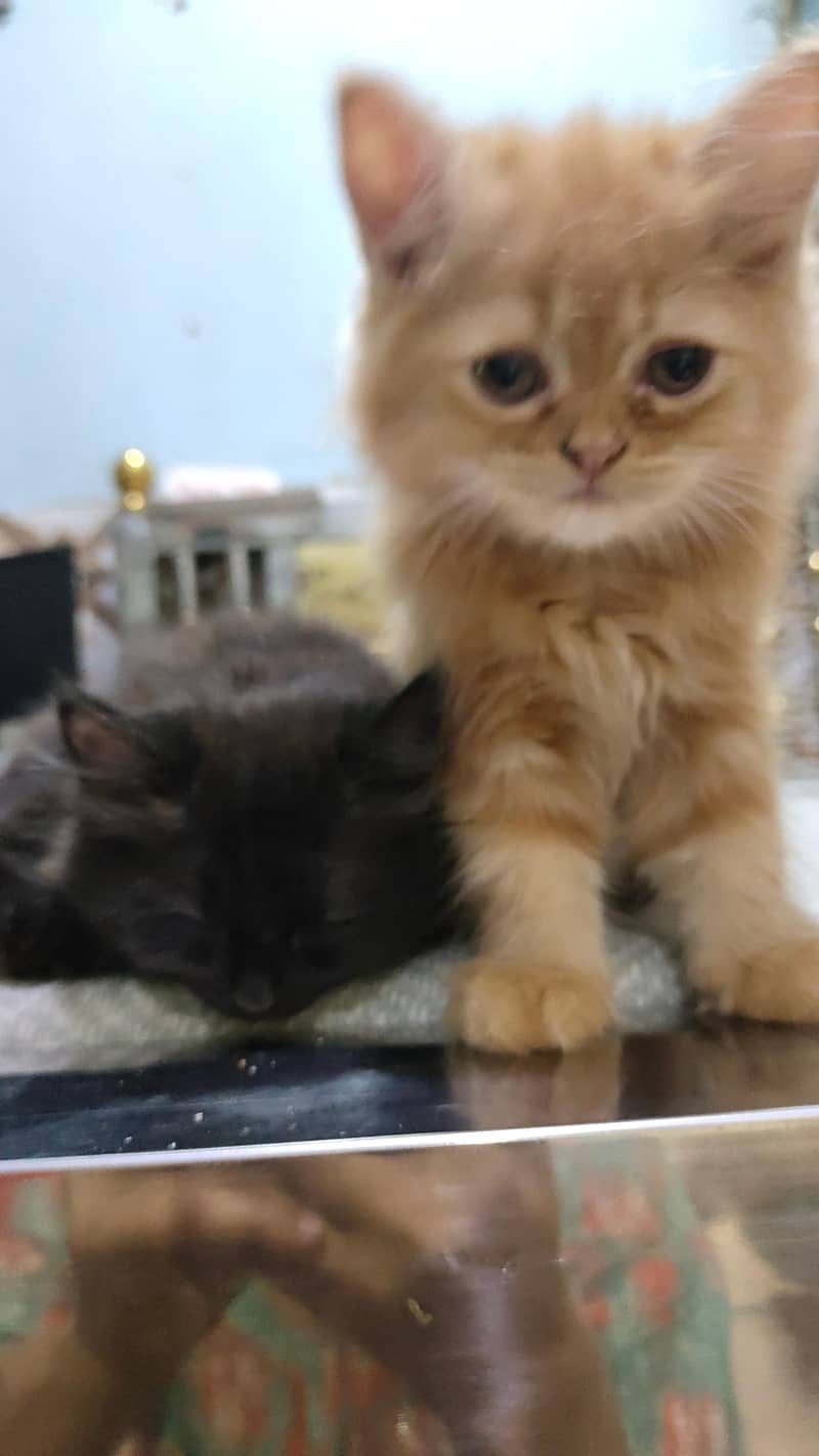 beautiful pair 2