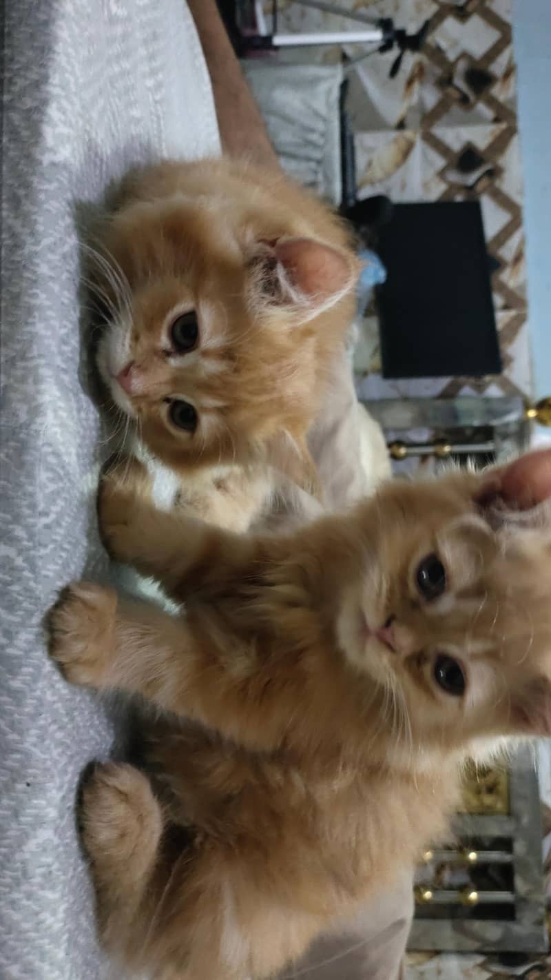 beautiful pair 4
