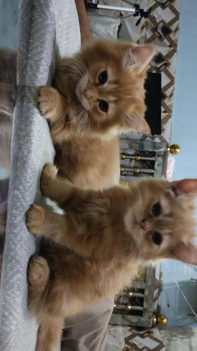 beautiful pair 5