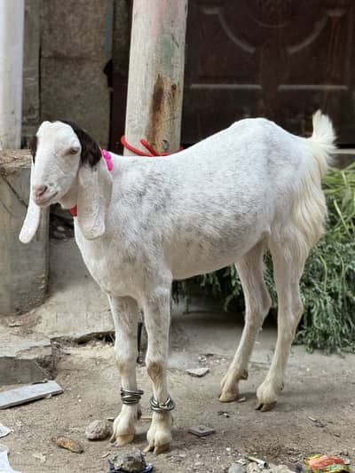 Bakra