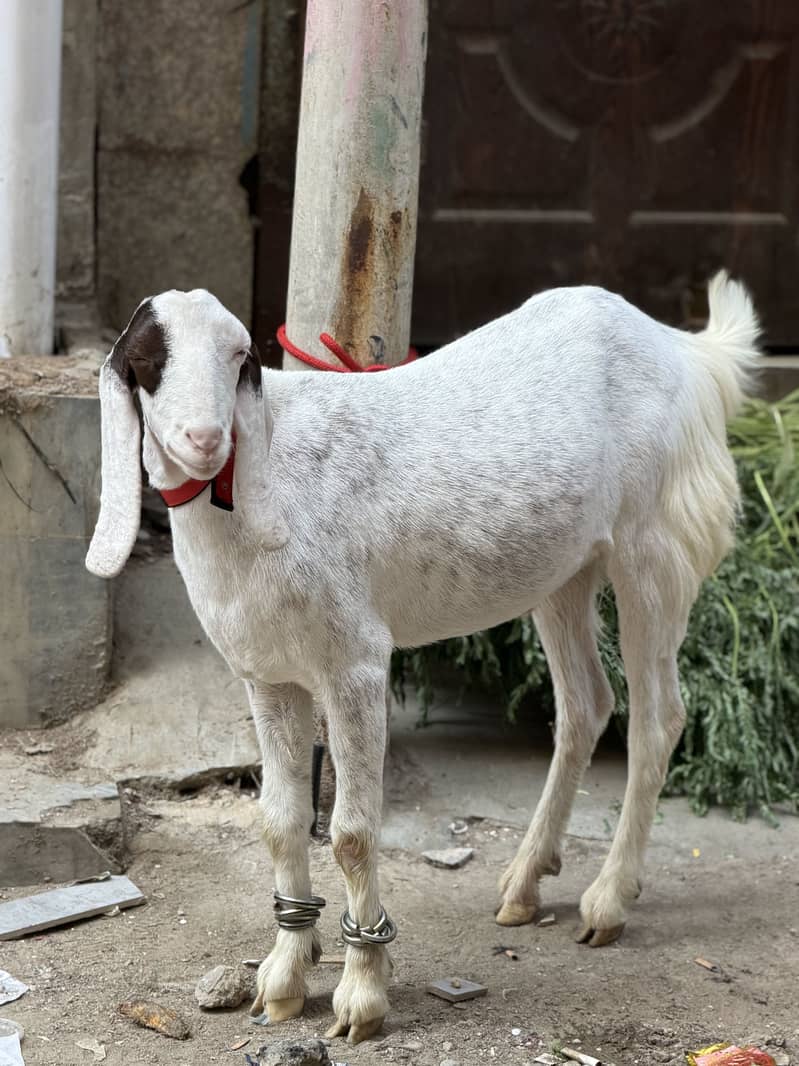Bakra 1