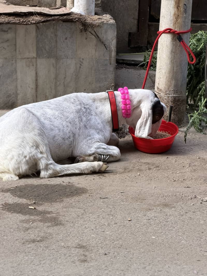 Bakra 2