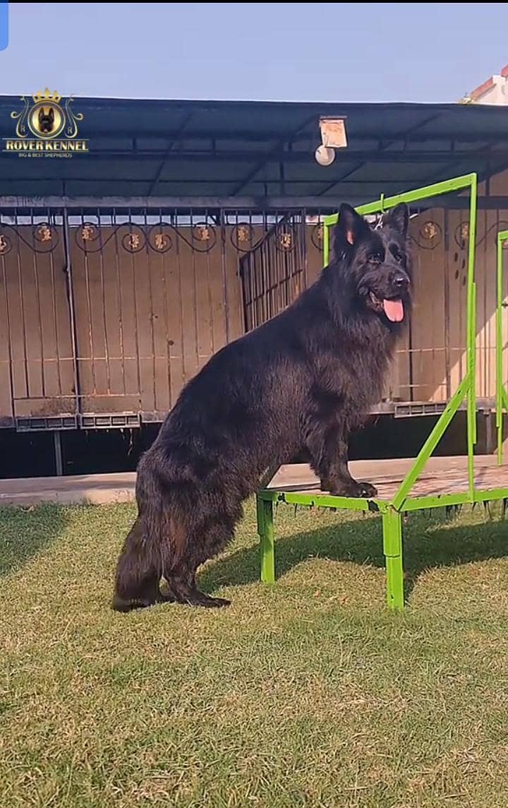 German shepherd 0