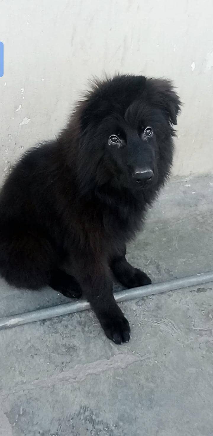 German shepherd 2