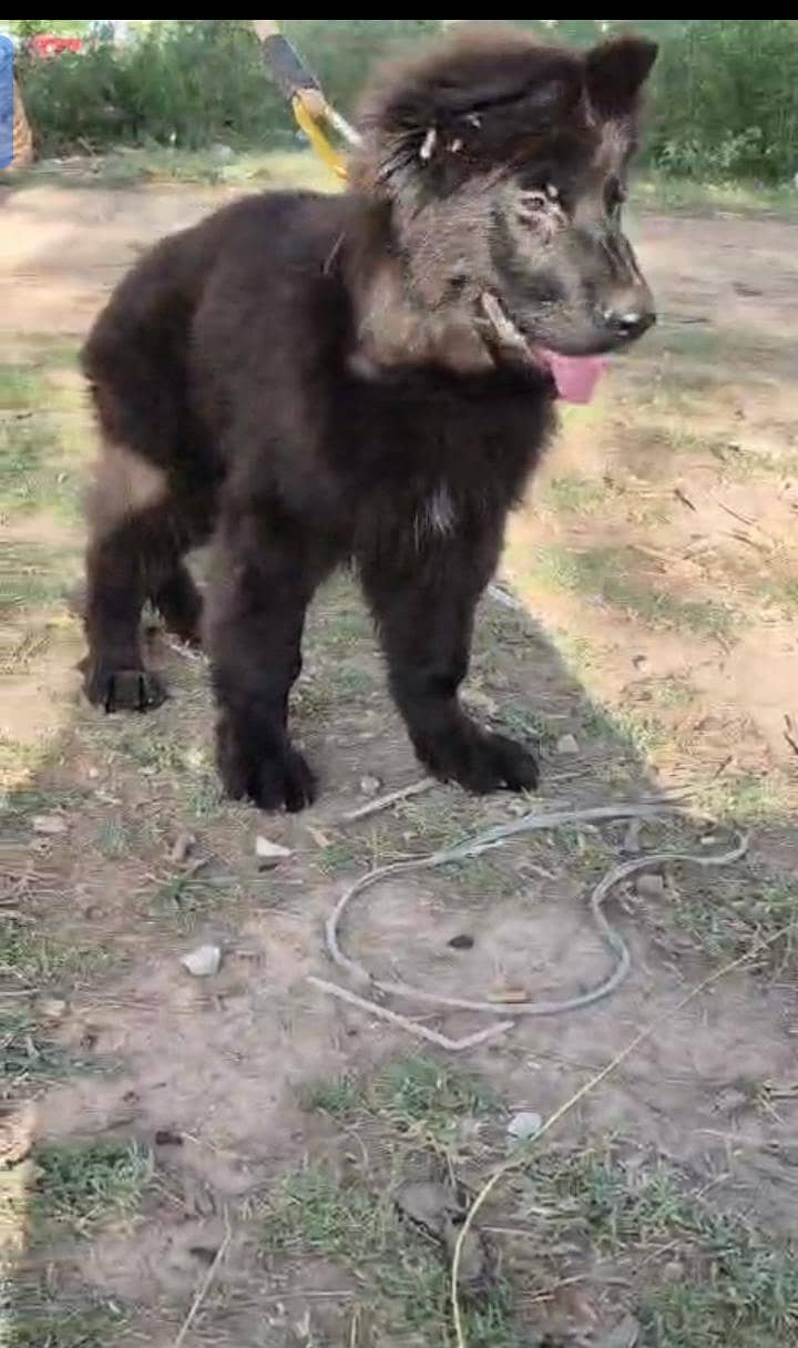 German shepherd 3