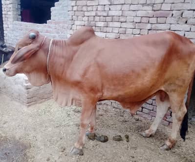 Mehron qurbani bachra Health Home Bred.