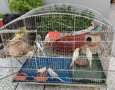 Australian parrot buggies