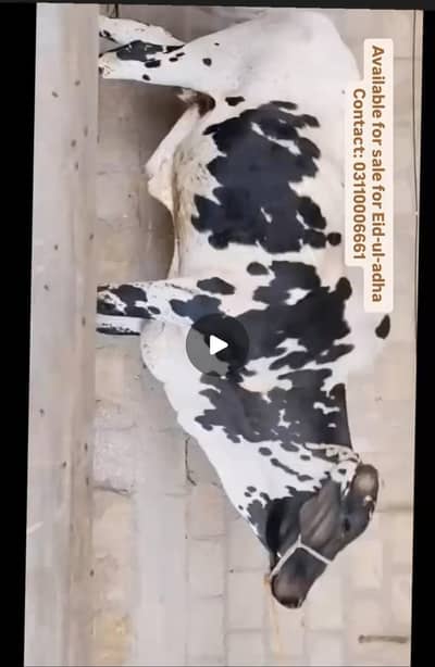 Qurbani